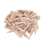 ŠKOLJKE MORSKE 550gr TURRITELLA